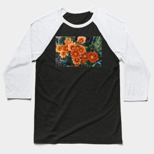 Gazanias in Canberra Photograph Baseball T-Shirt